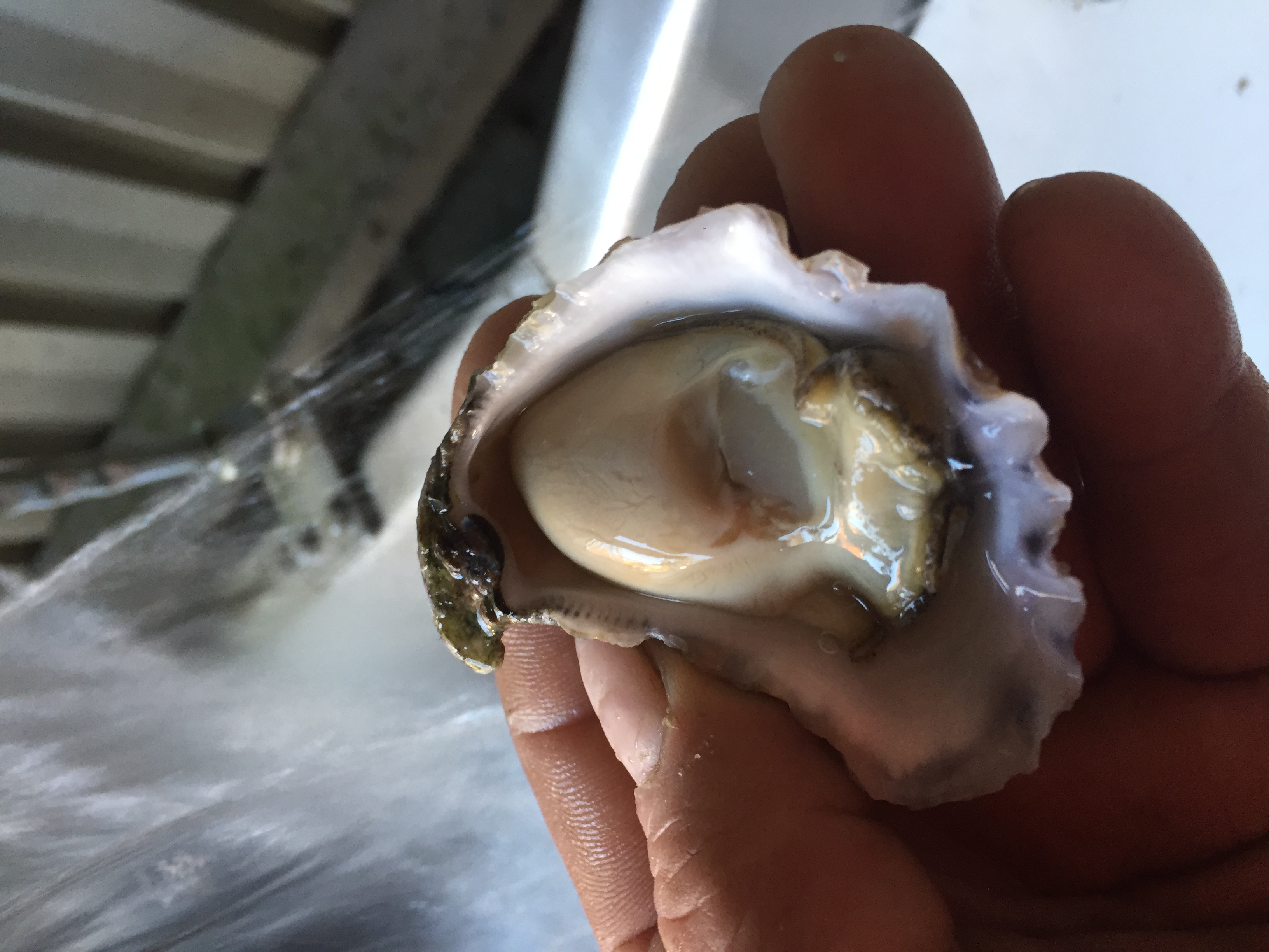 Superior Oysters Merimbula Lake Oysters Sapphire Coast