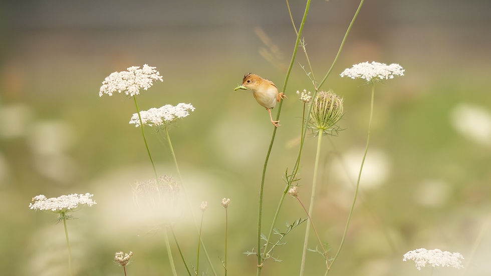 Break the bird photography rule of clean backgrounds