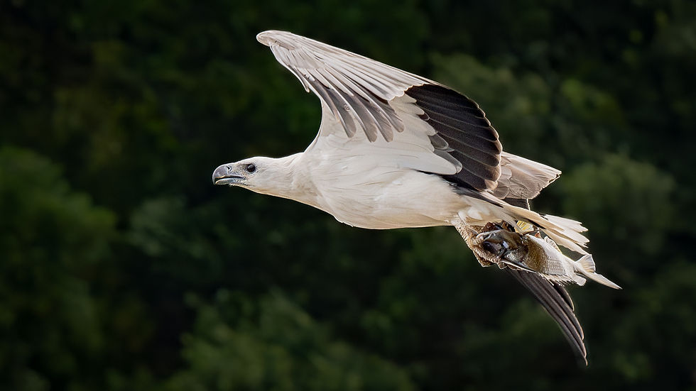 Get to know your camera better for fast bird photography reflexes