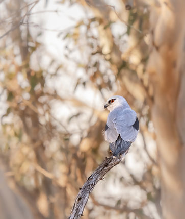 Bird photography Sapphire Coast