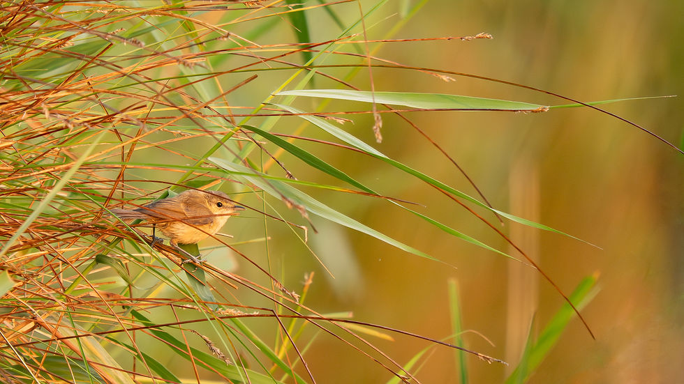 Using visual tension in bird photography