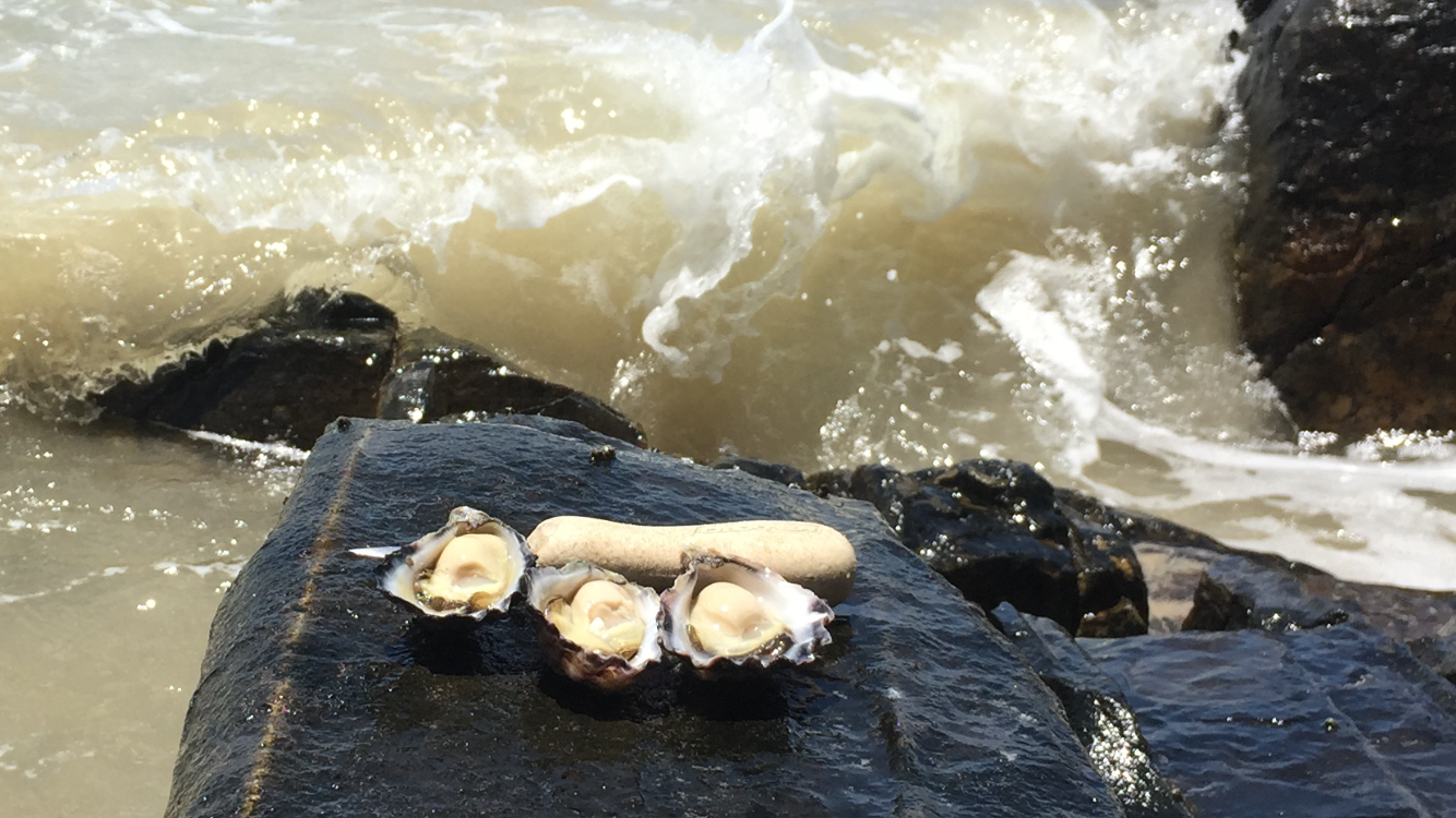 Superior Oysters Merimbula Lake Oysters Sapphire Coast
