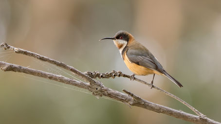 Low Light Bird Photography Tips