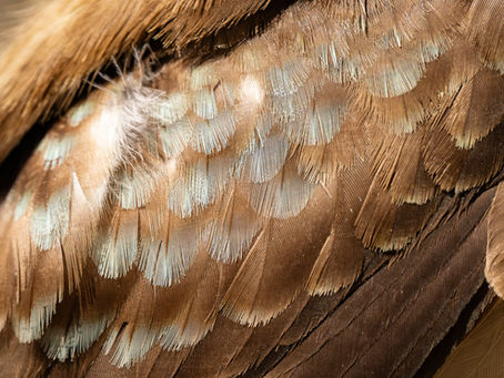 Bird Photography Challenge