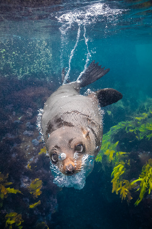 Seal Swimming in Montague Island