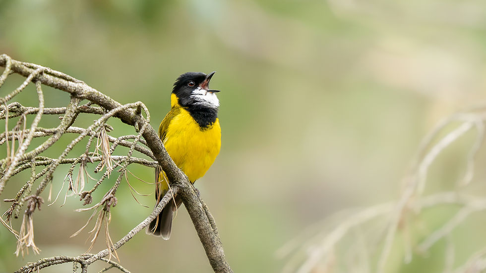 Photographing birds at higher ISO