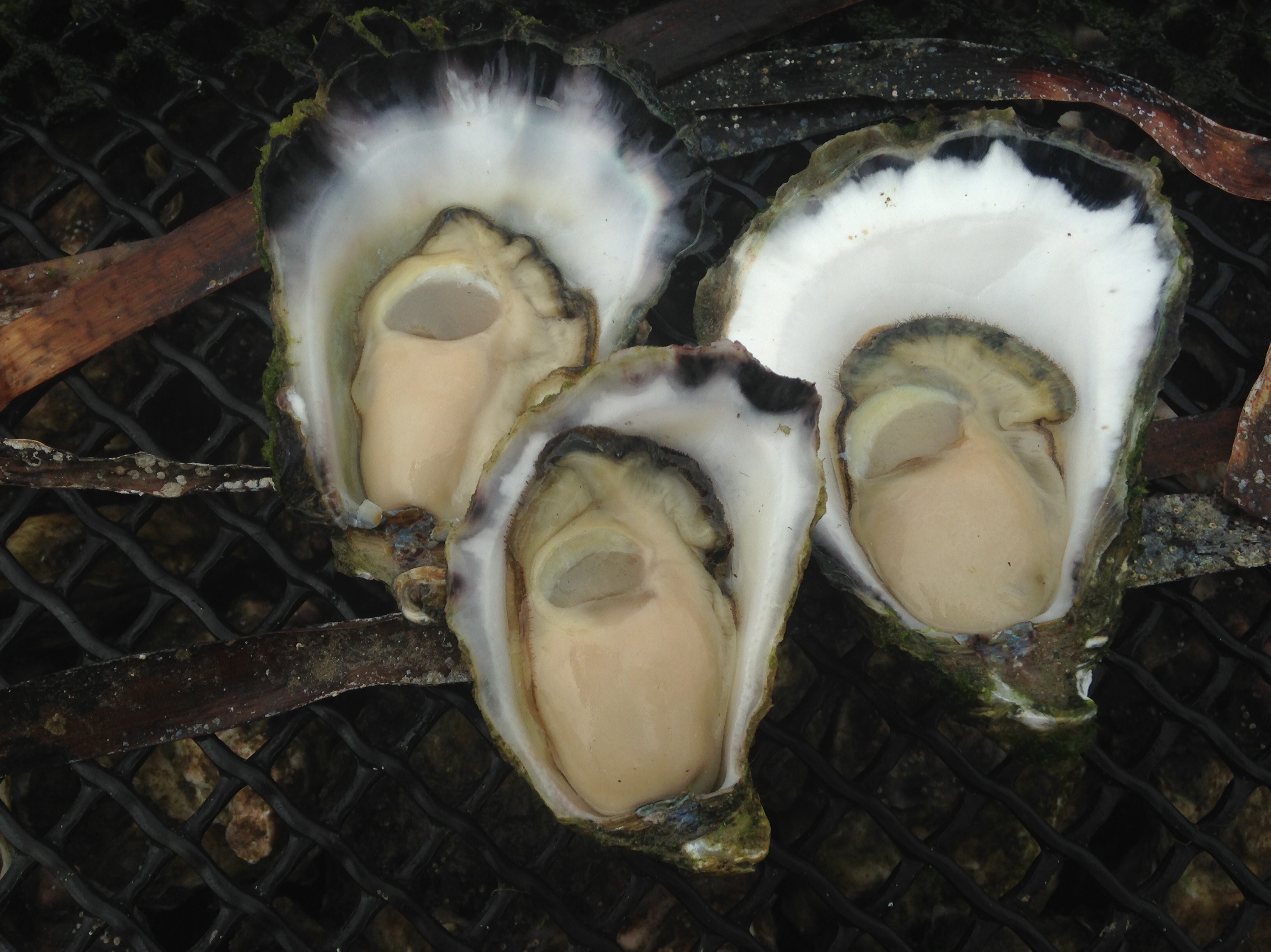 Superior Oysters Merimbula Lake Oysters Sapphire Coast