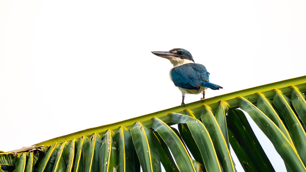 Holiday birding