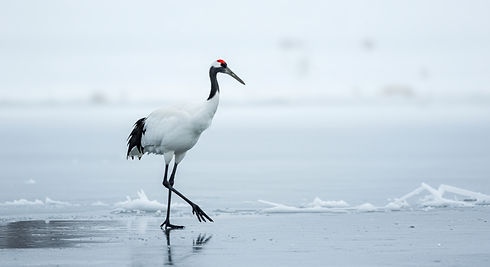 Red Crowned Cranes.jpg