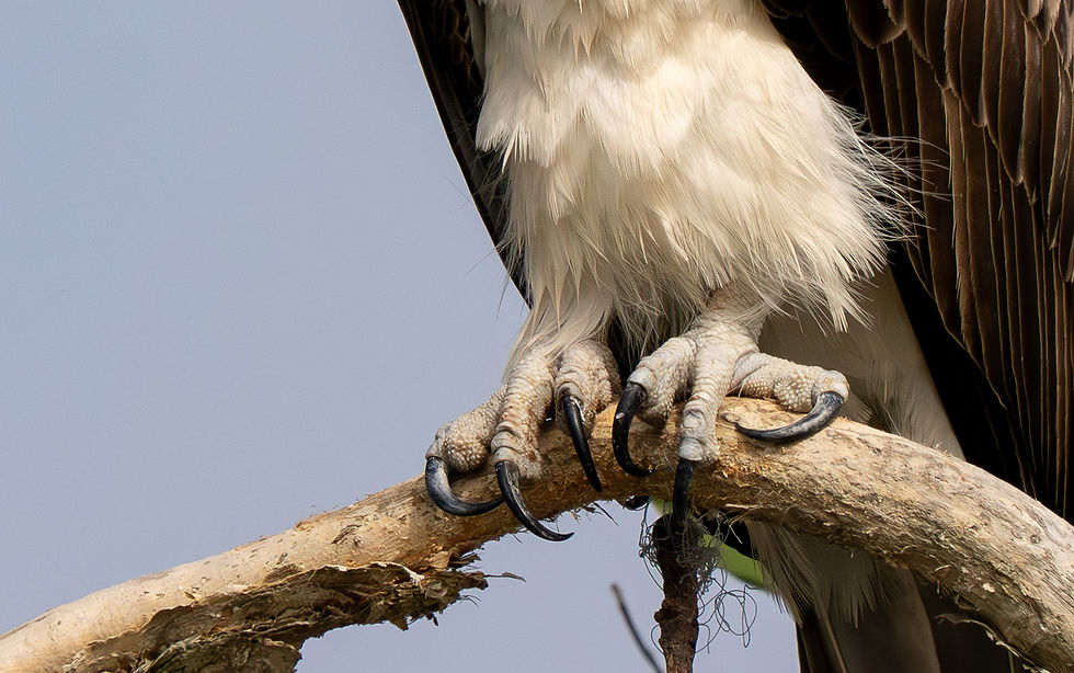 try and bird photography close up portrait