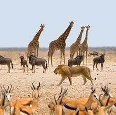 OMBAHE_TOURS_NAMIBIA_SERVICES