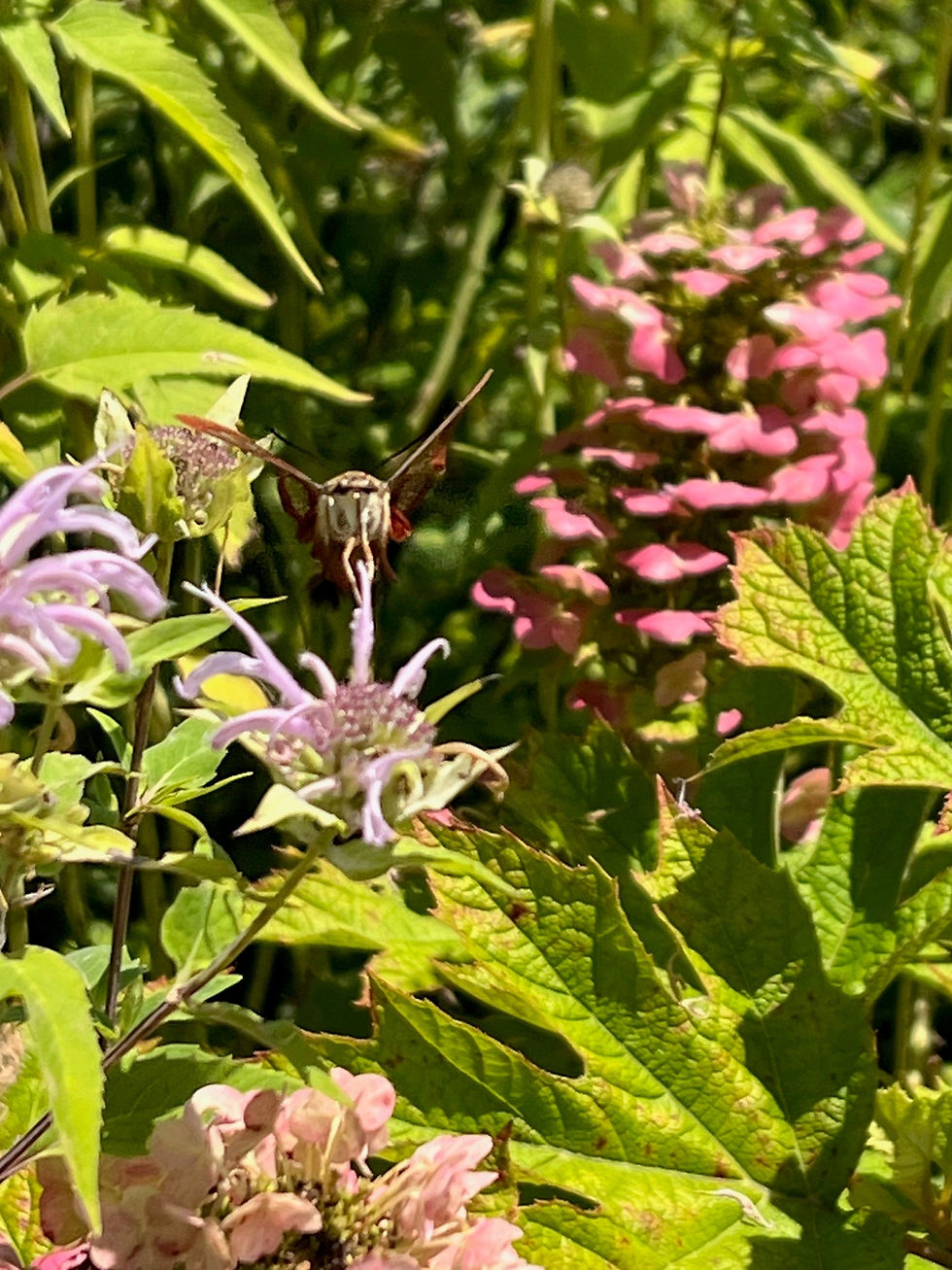 Grounded in Growth: Yoga & Pollinator Planting
