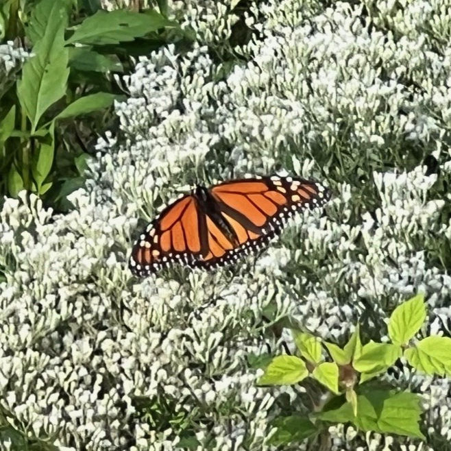 A Pollinator Party Celebrate: Butterflies, Bees & Plants!