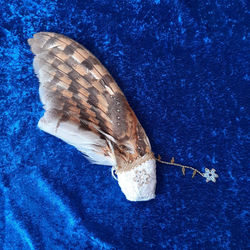 Owls Smudge wing South Africa