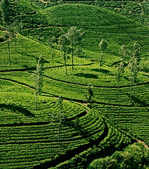 Private tours Sri lanka, driver hire,Chauffeur driven vehicles sri lanka, driver guide,car hire,Private Driver hire sri lanka,chauffeu,private guided tours,car hire,Van Hire