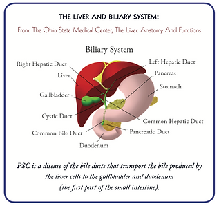 Diagram of the liver and biliary system