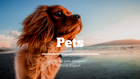 exotic pet shops near me