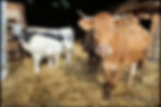vaches
