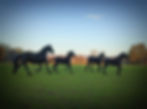 chevaux au pré