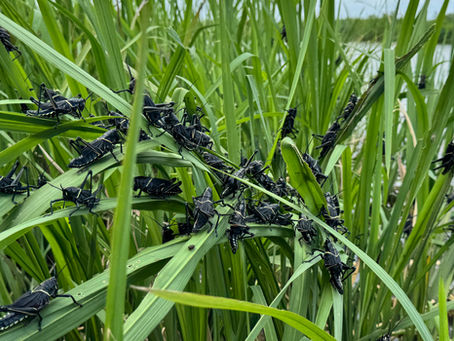 Dragonfly Summer