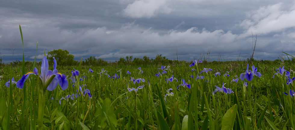 Iris, far as the eye can see.jpg