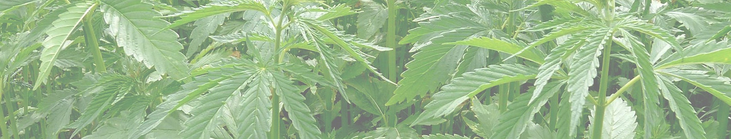 PPJ-Header-Hemp-101_edited.jpg