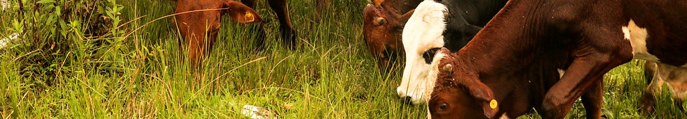 FFF%20Cattle_edited.jpg