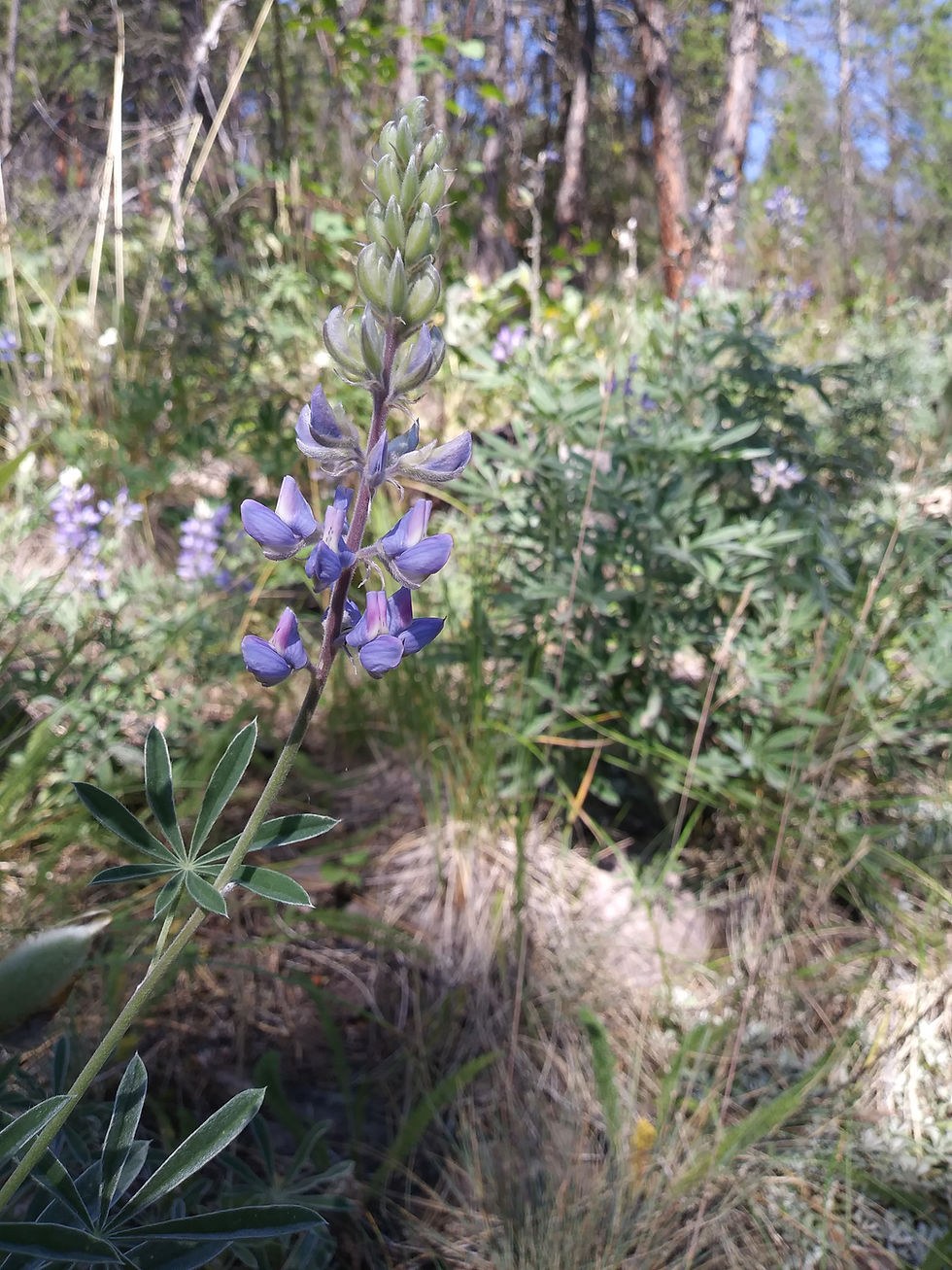 Thumbnail: silky lupine