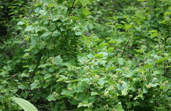 Ninebark seed pods