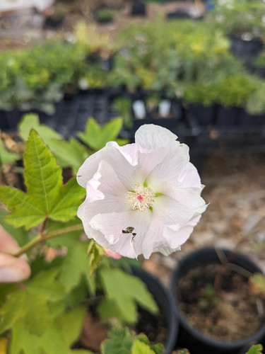wild hollyhock | Pipilo Native Plants