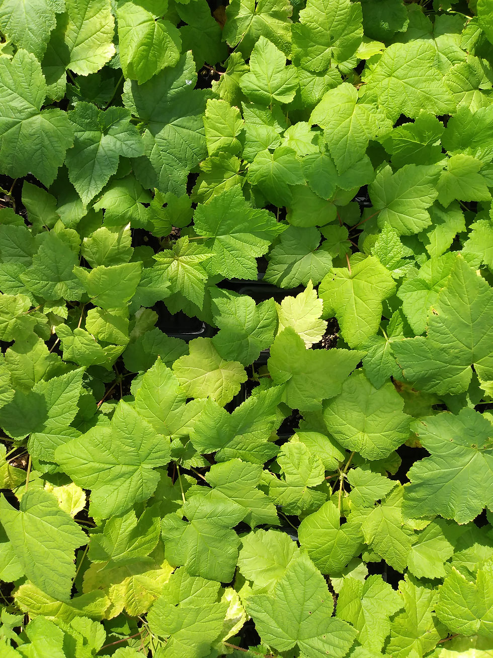Thumbnail: thimbleberry