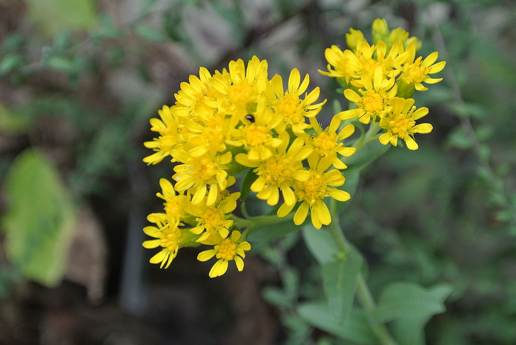 stiff-leaved goldenrod