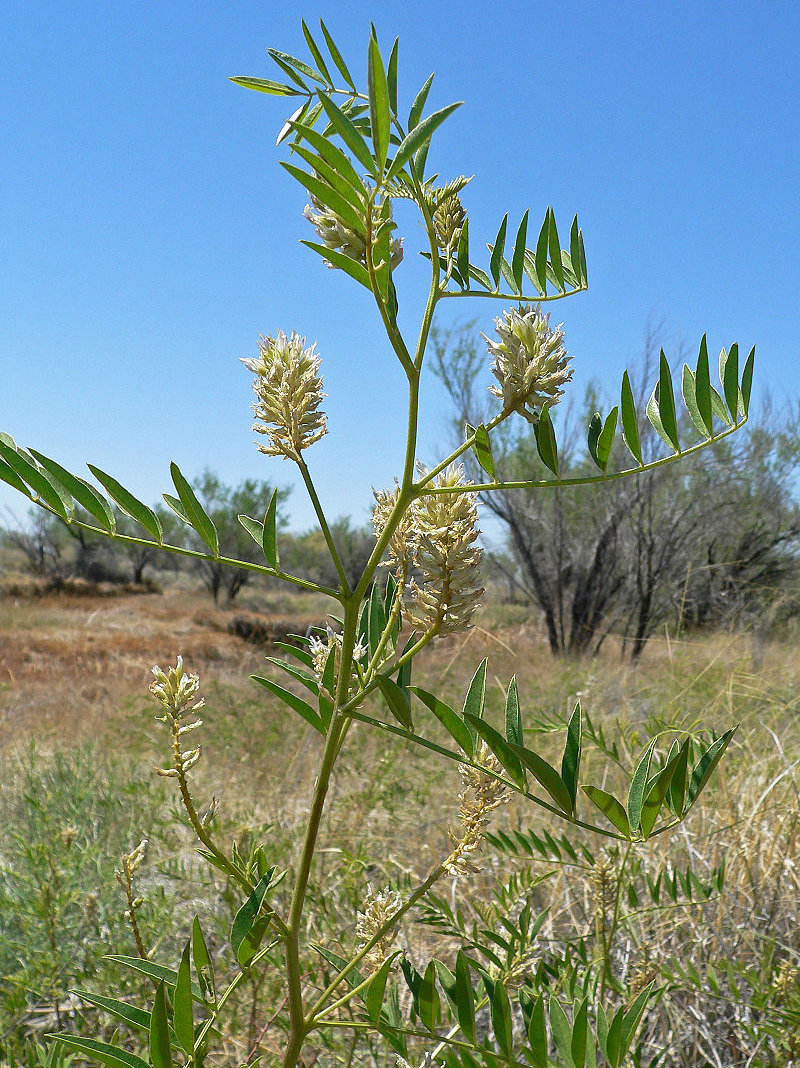 American licorice Pipilo Native Plants