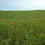 Thumbnail: prairie lily
