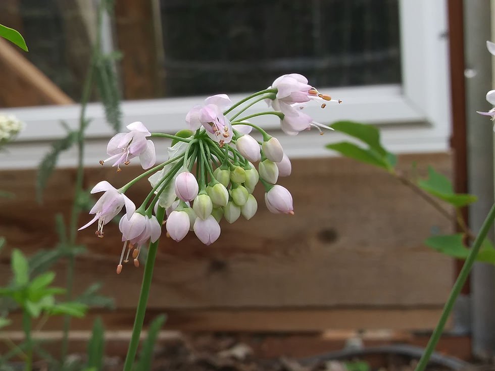 Thumbnail: nodding onion