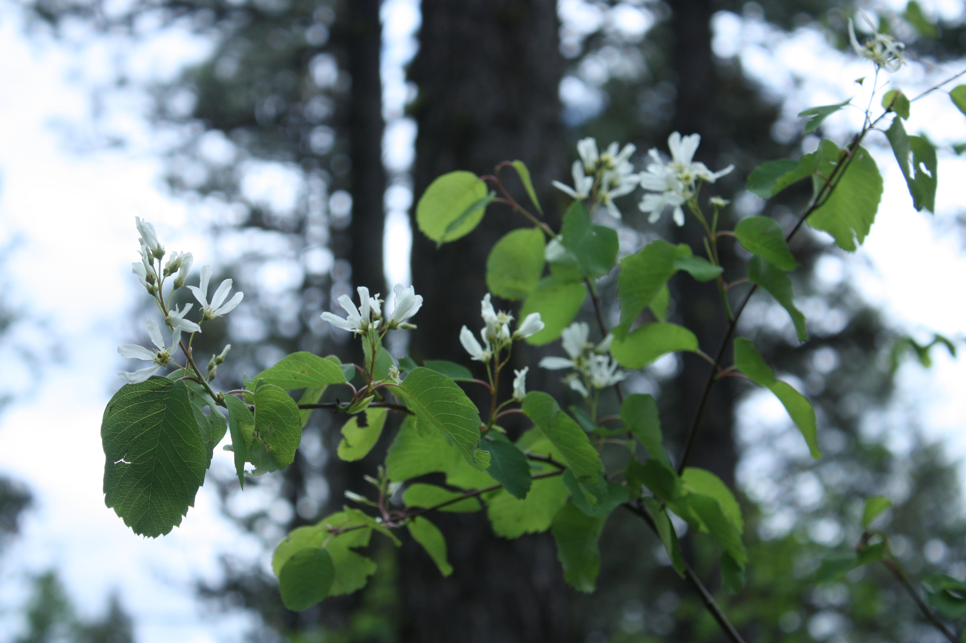 serviceberry