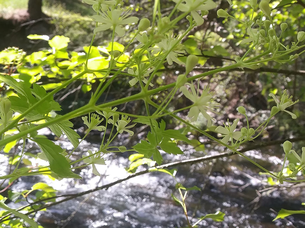 Thumbnail: western white clematis
