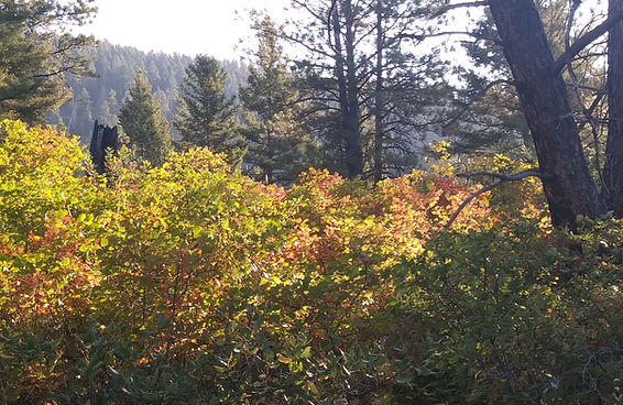 Ninebark shrubs provide a perfect understory layer in open forest