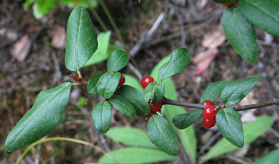 Thumbnail: russet buffaloberry