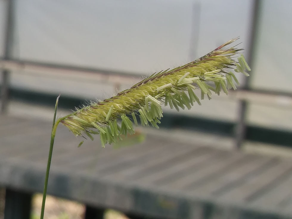 Blue grama grass in flower