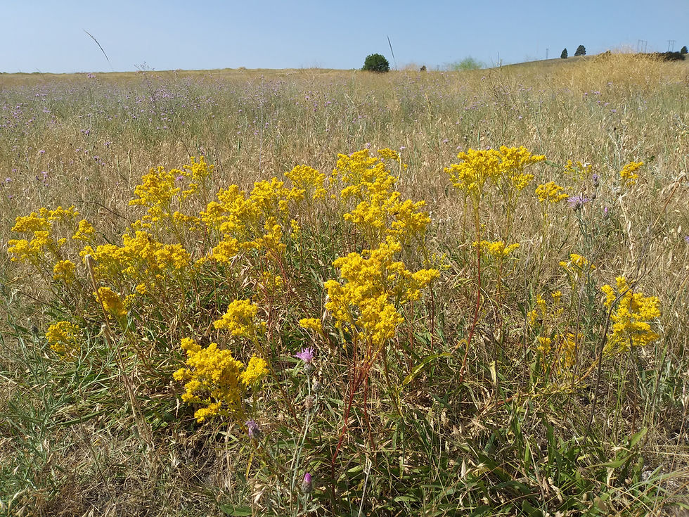 Thumbnail: Missouri goldenrod