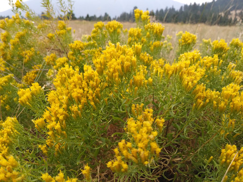 green rabbitbrush | Pipilo Native Plants