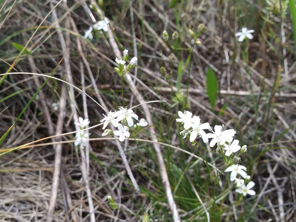 Thumbnail: rock-loving sandwort