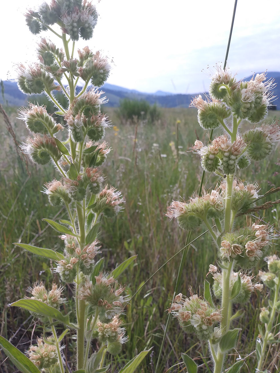 Thumbnail: silverleaf phacelia