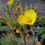 Thumbnail: hairy evening primrose
