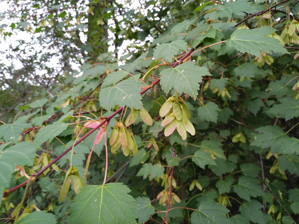 Thumbnail: Rocky Mountain maple