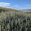 Thumbnail: white sage