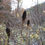 Thumbnail: western coneflower