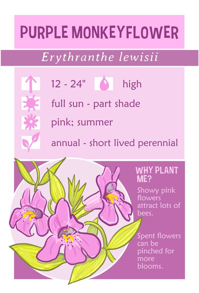 Thumbnail: purple monkeyflower