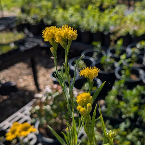 Thumbnail: western fragrant goldenrod